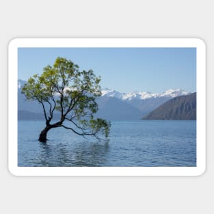 That Wanaka Tree Sticker